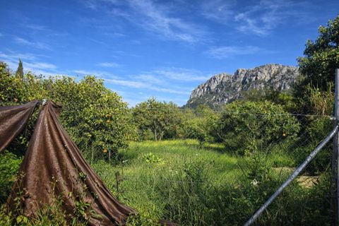 Tomt i Benimeli, Alicante, Benimeli - € 83 000 | Ref: PNPT297 - foto 13